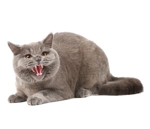 This is an image showing an agressive cat